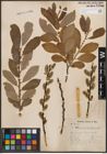 Foto von Salix cinerea L.